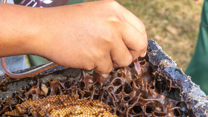 The process of harvesting honey from stingless bee hive using small electric pump, Samarinda, Indonesia - 542345050