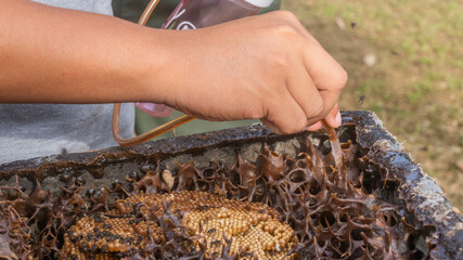 The process of harvesting honey from stingless bee hive using small electric pump, Samarinda, Indonesia - 542345056