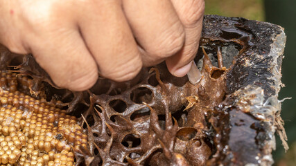 The process of harvesting honey from stingless bee hive using small electric pump, Samarinda, Indonesia - 542345075