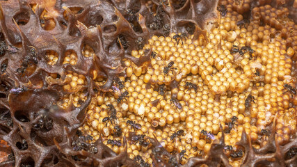 Inside the hive of stingless bee. The eggs of Trigona aitama surrounded by pots of honey - 542345081