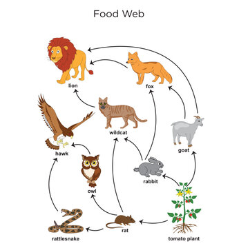 Nutritional And Energy Transfers Between Some Species Living In A Terrestrial Community Food Pyramid. Energy Pyramid - Biology - Vector