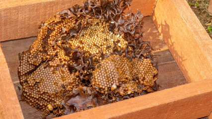 Inside the hive of stingless bee. The eggs of Trigona aitama surrounded by pots of honey - 542345211