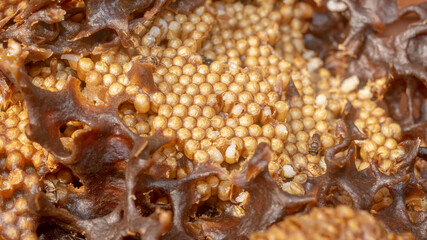 Inside the hive of stingless bee. The eggs of Trigona aitama surrounded by pots of honey - 542345213