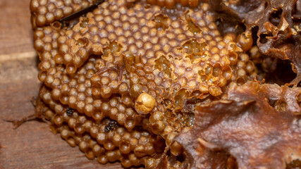 The future queen egg of stingless bee is bigger than other eggs - 542345220