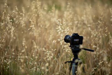 Photoshooting during the sunset in the wheat field.