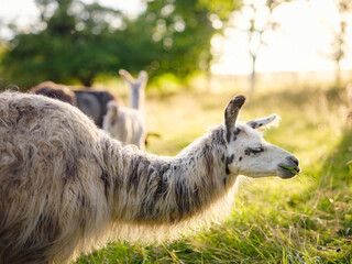 Beautiful sunrise farm scene with group of grey, brown and black alpacas walking and grazing on grassy hill backlit at sunrise with trees in background. Summer in French farmland