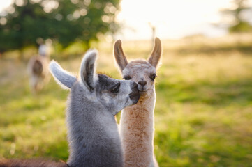 Beautiful sunrise farm scene with group of grey, brown and black alpacas walking and grazing on grassy hill backlit at sunrise with trees in background. Summer in French farmland