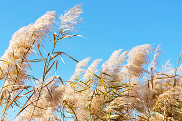 Beige pampas grass against the sky close-up, natural background.