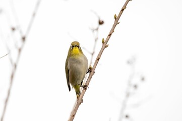 Small Cape white-eye bird sitting on the tree branch with the foggy light sky background, close-up
