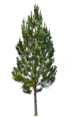 Meubelstickers Pine tree  © Sanit