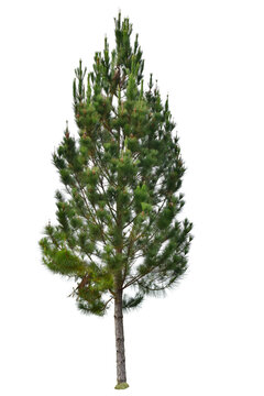 Pine Trees Green Image & Photo (Free Trial)