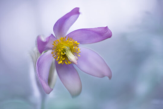 Close up pasque flower pulsatilla on light blue background, soft focused.