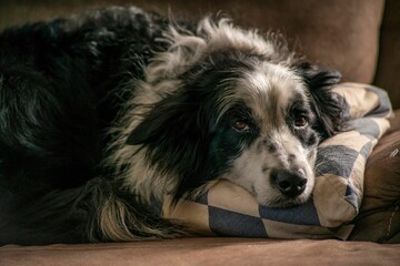 Closeup of a cute border collie dog lying on the couch