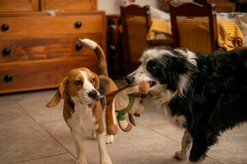 Closeup shot of a cute border collie and beagle dog fighting for a toy