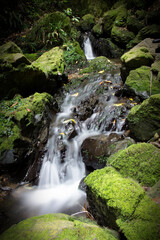 waterfall in the forest