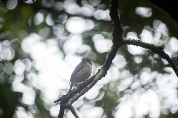 Small sparrow on the branch with the blurred  natural background, close-up