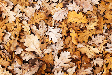 Autumn forest ground background. Golden yellow leaves on the ground. Fall season path in a park texture. Dry vibrant leaf organic landscape. Orange earth backdrop.