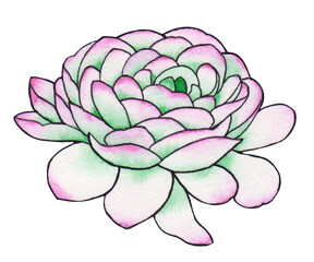 Watercolor tropical buttercup peony flower isolated on white background