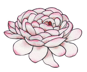 Watercolor tropical flower isolated on white background