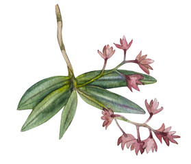 Watercolor tropical flower isolated on white background