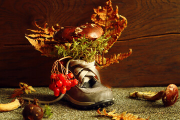 Polish mushroom with heather branches, viburnum in a children's gray shoe on a wooden background, autumn fruits and branches are scattered nearby