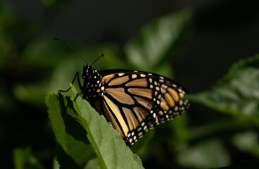 Monarch Butterfly Isolated Among Green Leaves