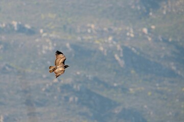 Beautiful jackal buzzard bird flying high on a sunny day