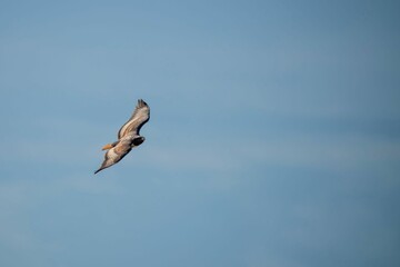 Beautiful jackal buzzard bird flying high against a blue sky
