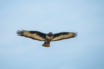 Beautiful jackal buzzard bird flying high against a blue sky