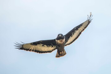 Beautiful jackal buzzard bird flying high against a blue sky