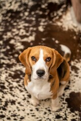 Cute beagle dog sitting on the ground and looking at a camera