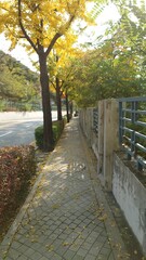 Fototapeta premium autumn in the park