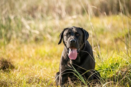 Black labrador retriever dog sitting outdoors and showing his tongue on a sunny day
