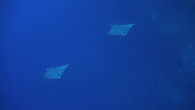 Two Mobula Rays swimming in deep blue ocean