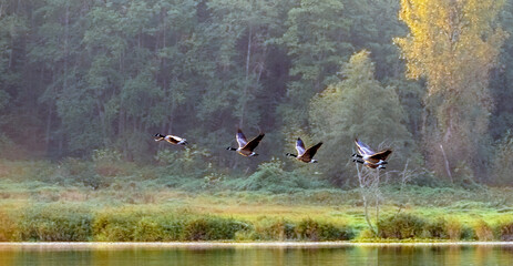 A team of Canada geese start their migration journey to the south