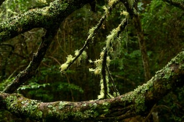 Tree branches covered with green moss in the temperate rainforest