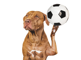 Charming, lovable puppy and soccer ball. Close up