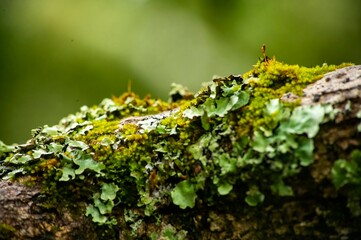 Tree branch covered with green moss in the temperate rainforest, close-up