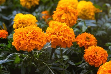 Background texture for day of the dead in mexico with cempasuchil flowers Damasquina Tagetes erecta