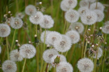 Field Of Common Dandelions