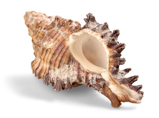Sea shell on white background
