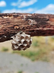 Small wasps nest hanging on a piece of wood