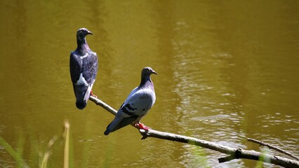 Two pidgeons (Columba livia) sitting on a branch in a lake - 542351020