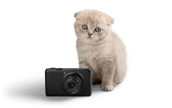 Cute little kitten with camera isolated on white background