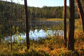 Backlit shot of small lake in the Swedish nature reserve Borup