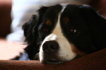 Backlit Portrait of Bernese Mountain Dog lying on a couch