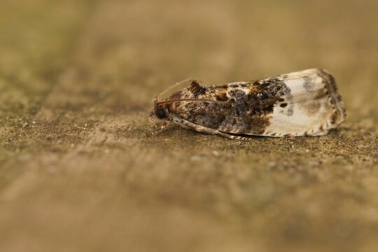 Closeup shot of a marbled orchard tortrix Hedya nubiferana on a piece of wood,