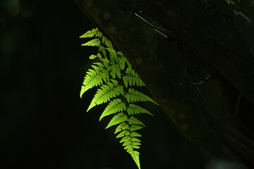 a commonly find type of  plant in or at the fringe of Borneo rain forest which  have unique shape...