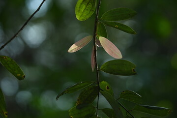 young and old leaves from a same Borneo rain forest  tree,but in different color.