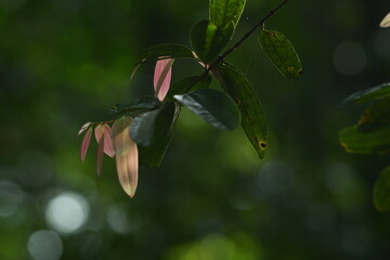 young and old leaves from a same Borneo rain forest  tree,but in different color.